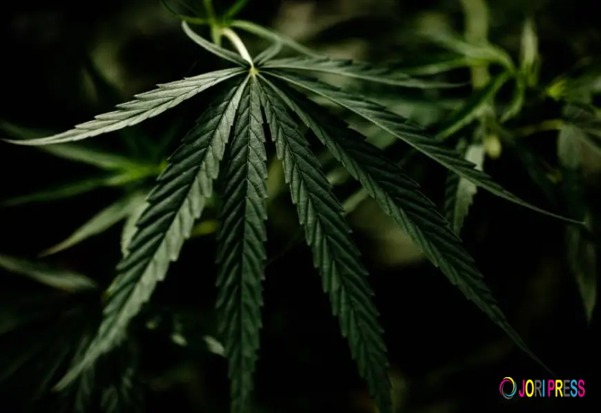 You're Buying Cannabis the Wrong Way Here's What Experts Check First