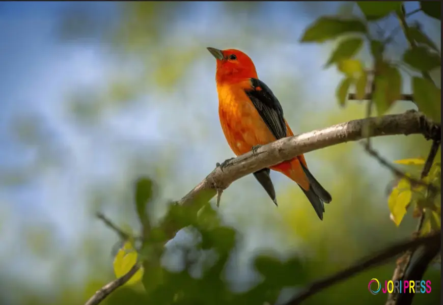 Effective Bird Control Solutions for Warehouses and Factories