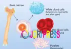 Autologous Stem Cell Transplant in India