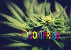 How to Choose an Indica Strain: A Guide to Flavour, Potency, and Genetics