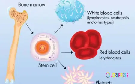 Autologous Stem Cell Transplant in India