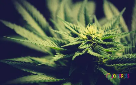 How to Choose an Indica Strain: A Guide to Flavour, Potency, and Genetics