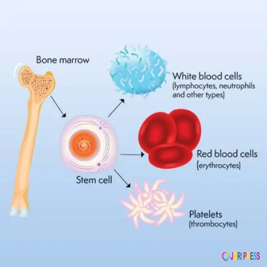 Autologous Stem Cell Transplant in India