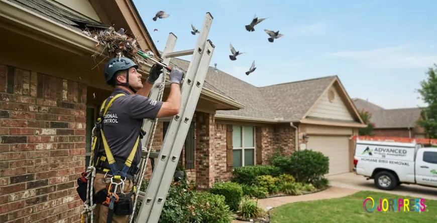 Why Professional Bird Removal Services Are More Effective