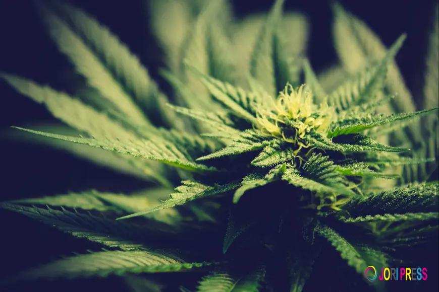 How to Choose an Indica Strain: A Guide to Flavour, Potency, and Genetics