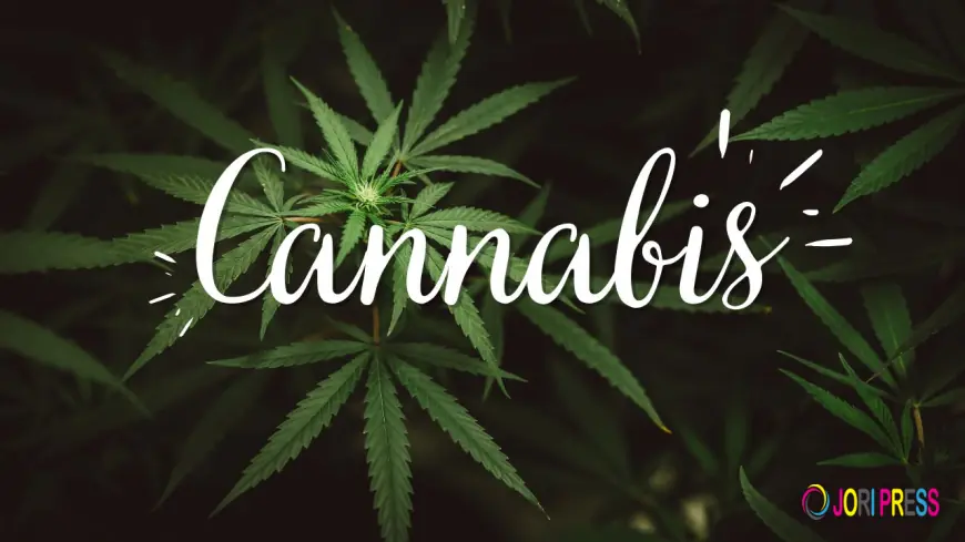 High Rollers Introduces New Affiliate Rewards Program for Cannabis Community Members