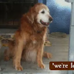 Pet Care Belmont